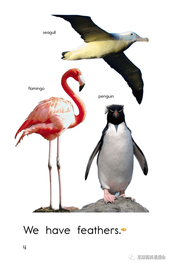 绘本故事animalcoverings