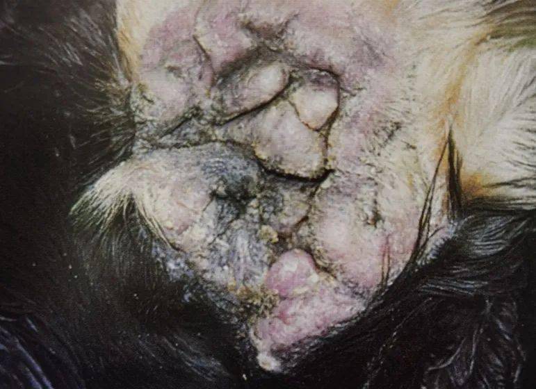 佳雯养宠知识丨犬猫耳道疾病那些事儿——外耳炎