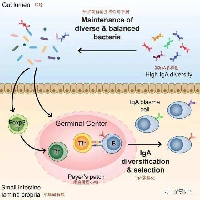 肠道菌群、上皮细胞和免疫细胞之间的互作(二)_Foxp