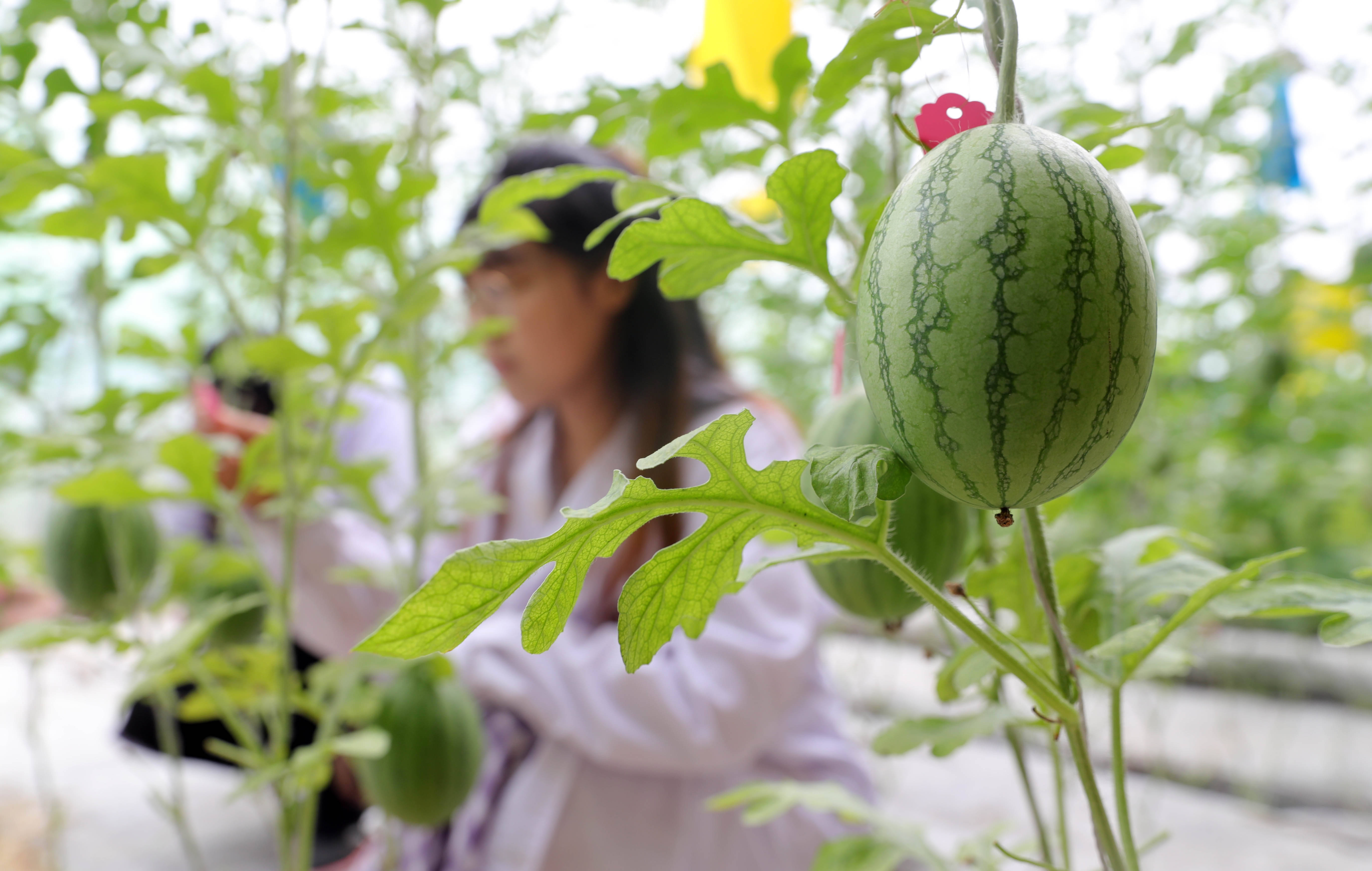 8月3日,在沈阳农业大学教学科研基地,蔬菜学专业的研究生在温室大棚