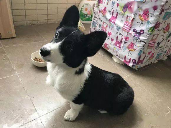 黑白柯基绝对稀有品种99的人都没见过