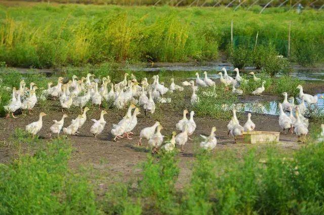 一定要对于牧草的品种,特性,品质,产量和所包含的营养成分,以及适口性