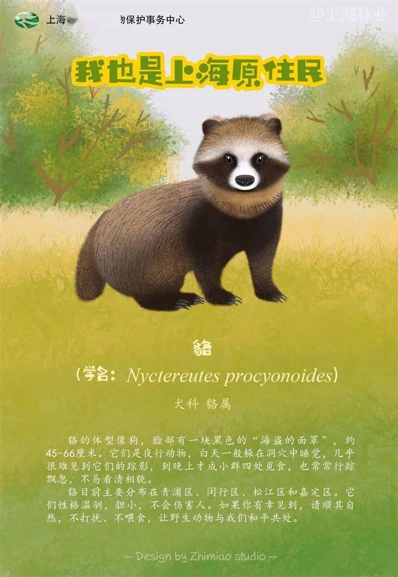 貉的自述一起来看看,它是怎么逃脱的吧我们的"邻居"朋友貉也被卡住了