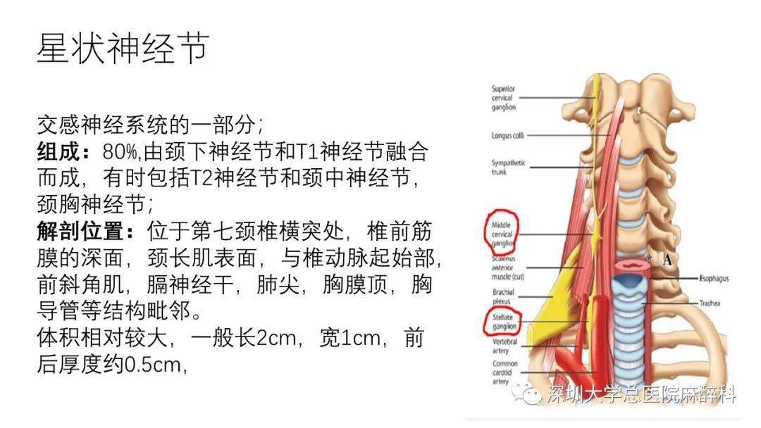 膝状神经节和岩大神经图片