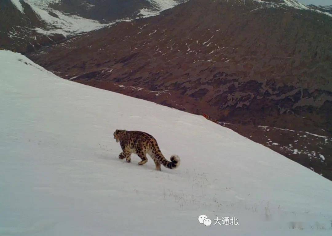 雪豹你让红外相机逮了个正着哦