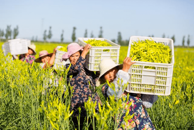 一枝一叶总关情丨让农民挑上"金扁担"