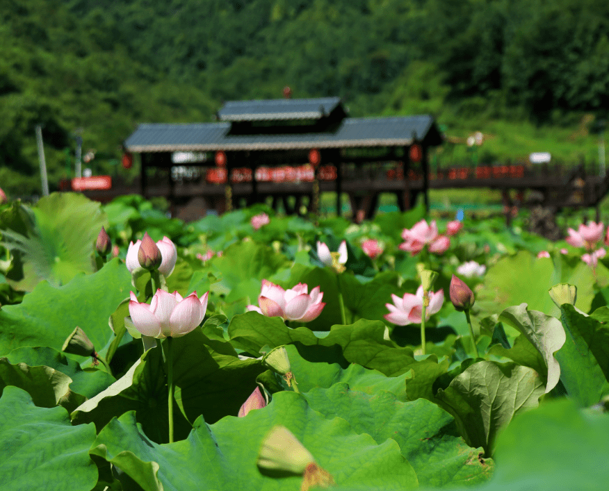 東風湖溼地公園國內遊客享受遵義市3a級及以上旅遊景區(點)門票5折