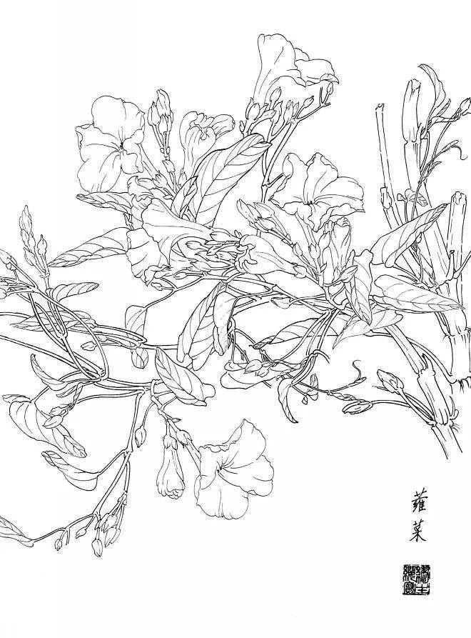 扁豆花絲瓜花蔥蘭茄子花茨菇花櫻花