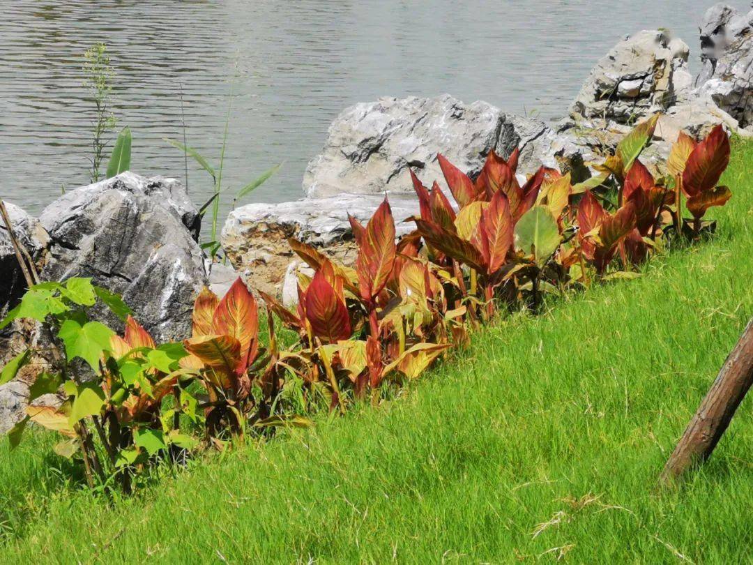 河道的护岸结构包括景观类的叠石,水生植物都布置上了, 原来中间的