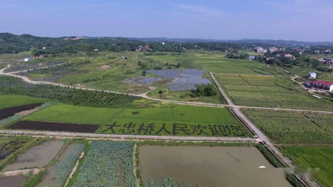 走向我们的小康生活大忠桥镇合兴村葵花朵朵向阳开串串葡萄惹人醉