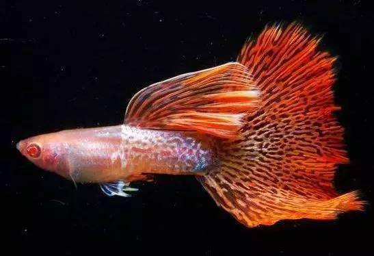 最美的七彩孔雀鱼仅供观赏