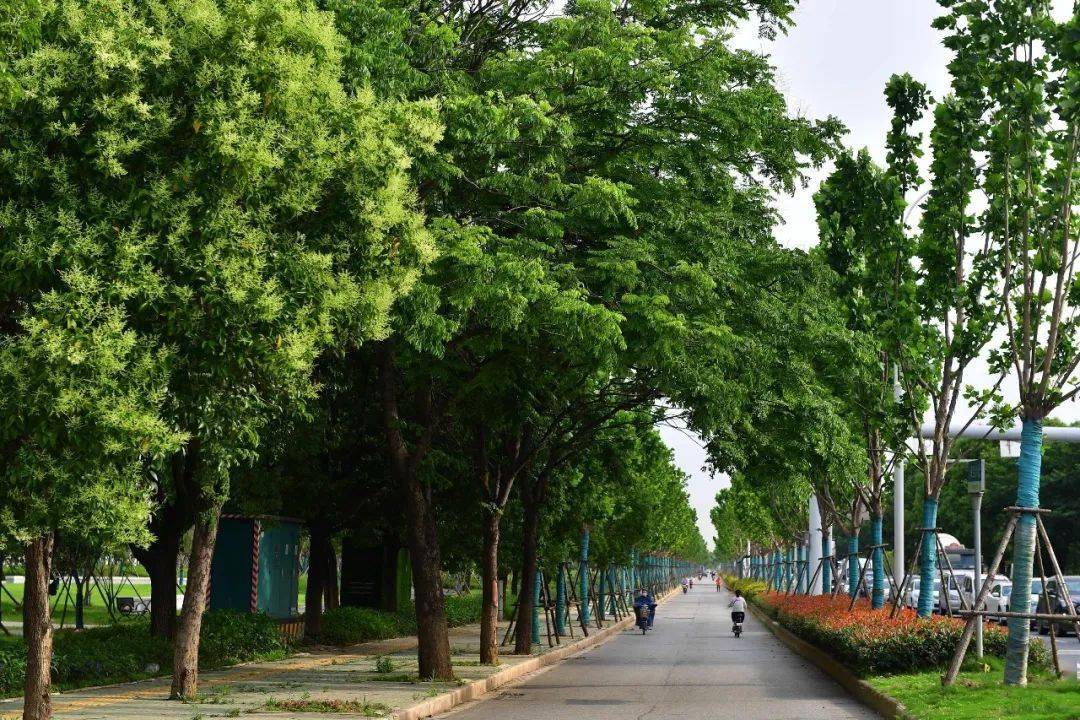 武汉17万棵大树悄然"上街"送清凉,你家门口有几棵