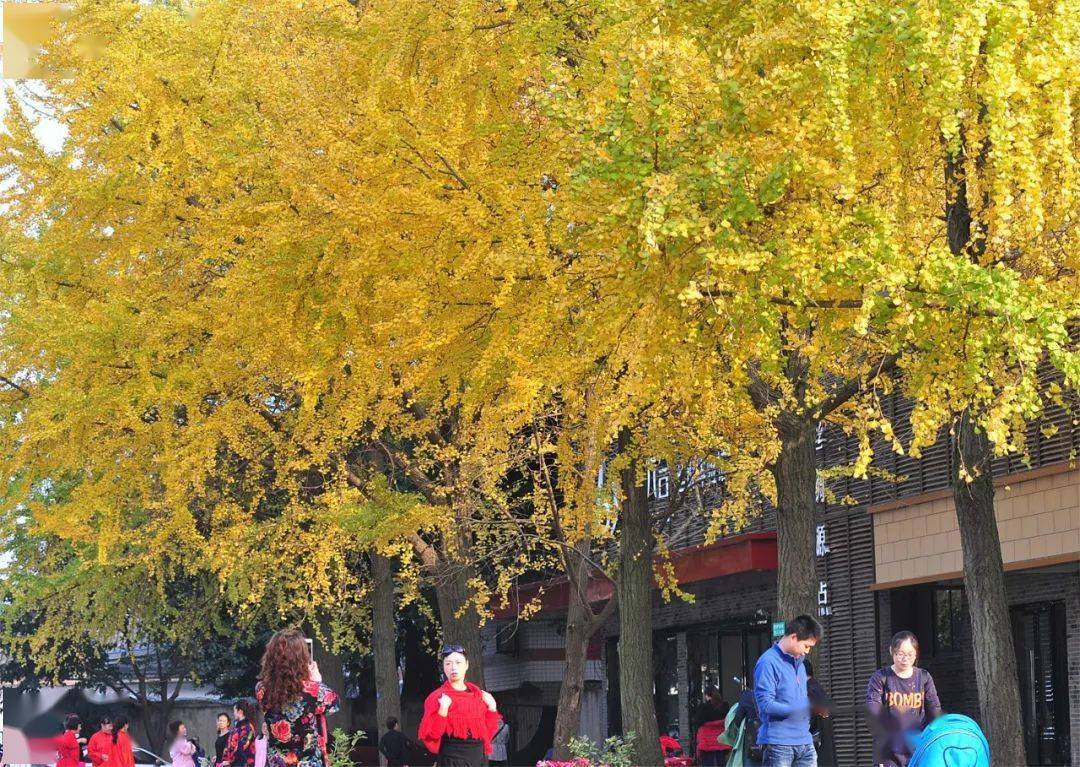 快来看看南充市树市花候选名单出炉