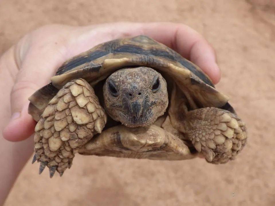 物种图册阿根廷象龟