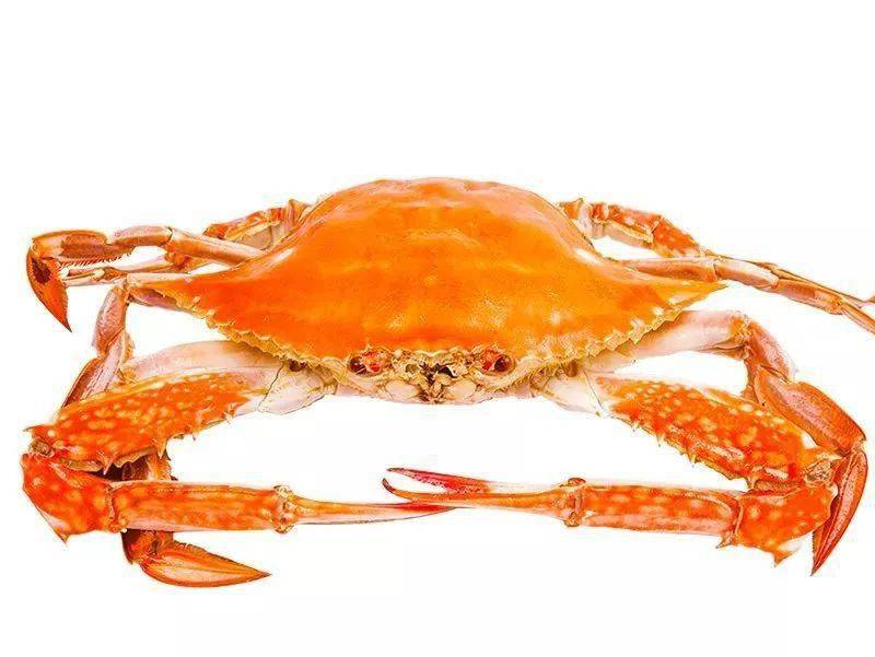 开渔吃海鲜啊透骨新鲜舟山野生长脚蟹来啦附上各种吃法