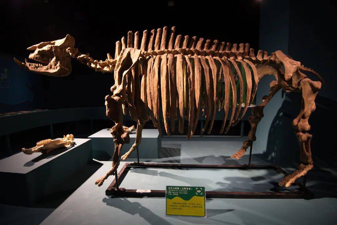 安氏大唇犀(完整骨架)