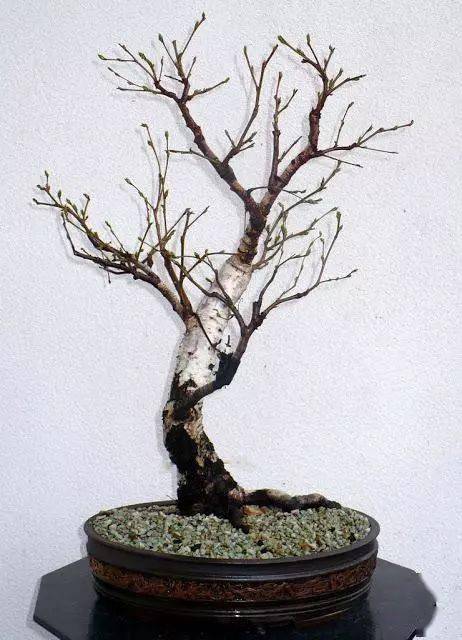 (实战)农村达人,山林边的白桦也可以做盆景,发现美的价值