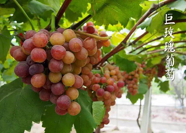 新余这里传来好消息!_葡萄