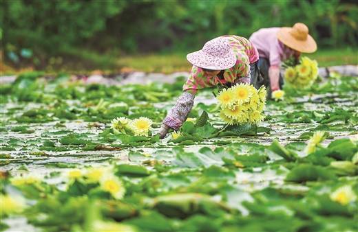 市柳北区石碑坪镇下陶村种植的九品香水莲进入丰产期,村民忙着采摘