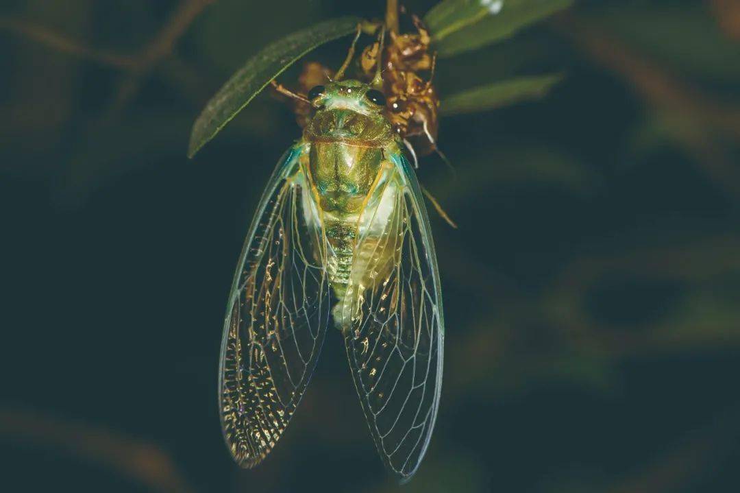 减反射性自清洁杀菌蝉翼的功能竟有这么多
