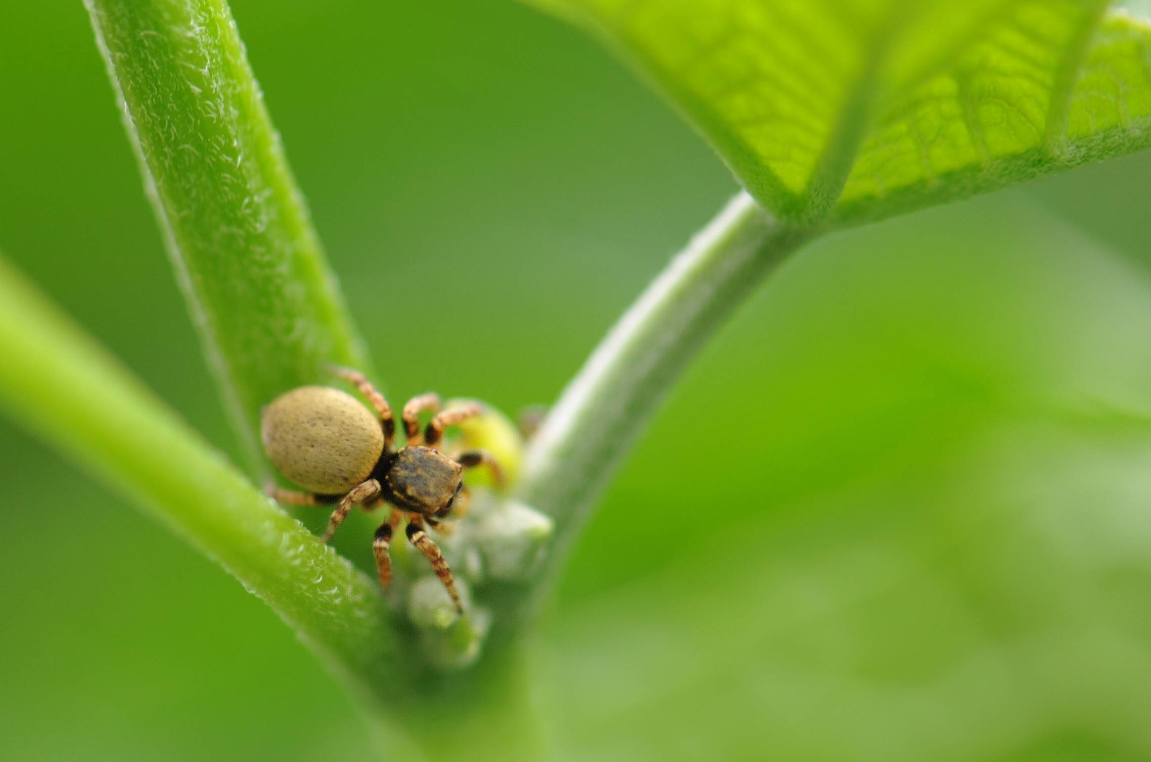 四季之歌 | 禾黍飘香秋始来_海南省琼海市