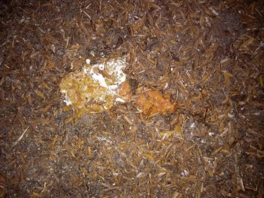 高温高湿要警惕鸡群肠毒综合症发作