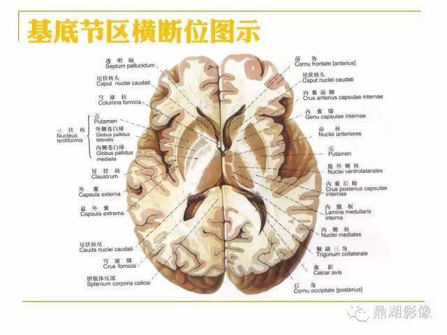 头颅斜坡图片