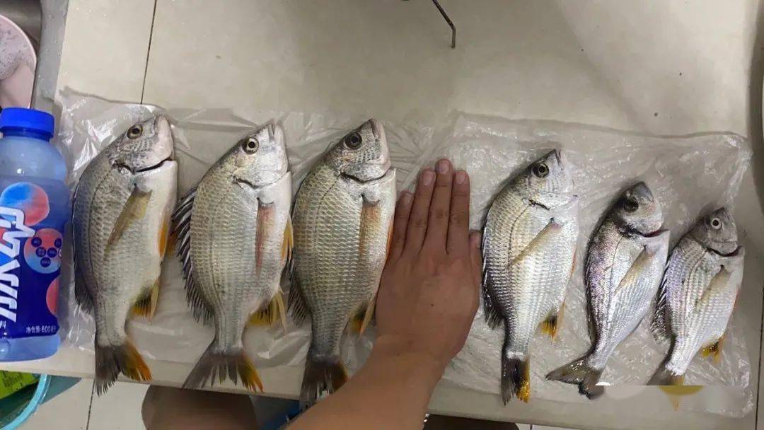 雨夜爆钓黄鳍鲷