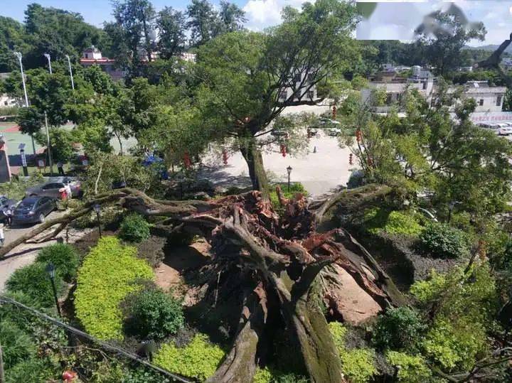 痛心河源某地千年大榕树突然倒塌