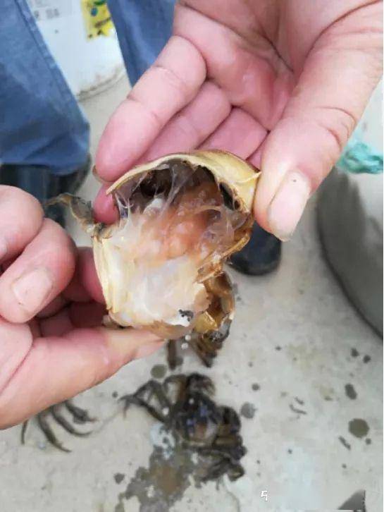 水瘪子高发如何拯救你的塘口