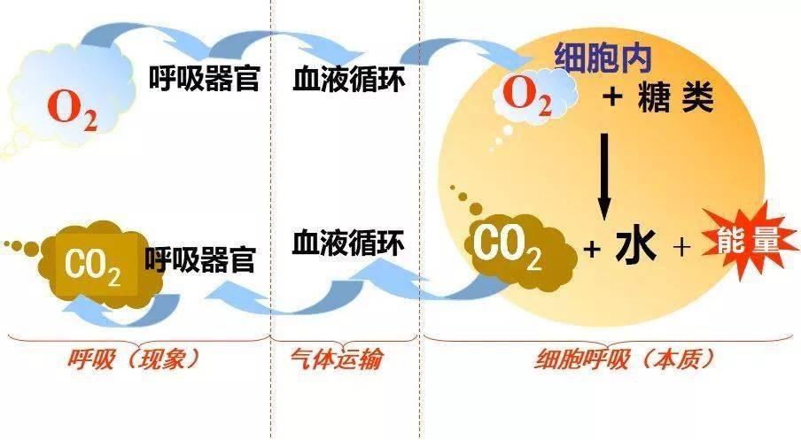 溫和條件下逐步進行特徵(與體外燃燒相比)轉化情況有氧呼吸過程中的