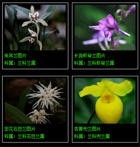 看叶识兰花品种图解图片