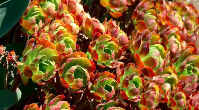 肉友镜头下的外国多肉:也许这就是野生和家养的区别所在