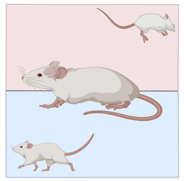 实验小白鼠手绘图片