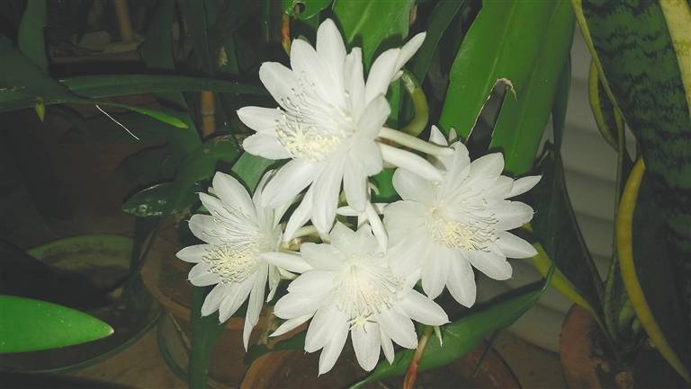 黑夜里的白精灵_昙花