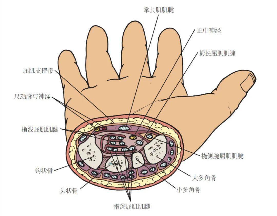 腕管综合症检查示图图片