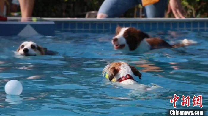 狗狗们在上海某宠物乐园内的游泳池里游泳,玩耍. 徐明睿 摄