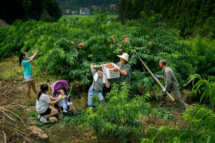 靖安县罗湾乡哨前村的蝶变