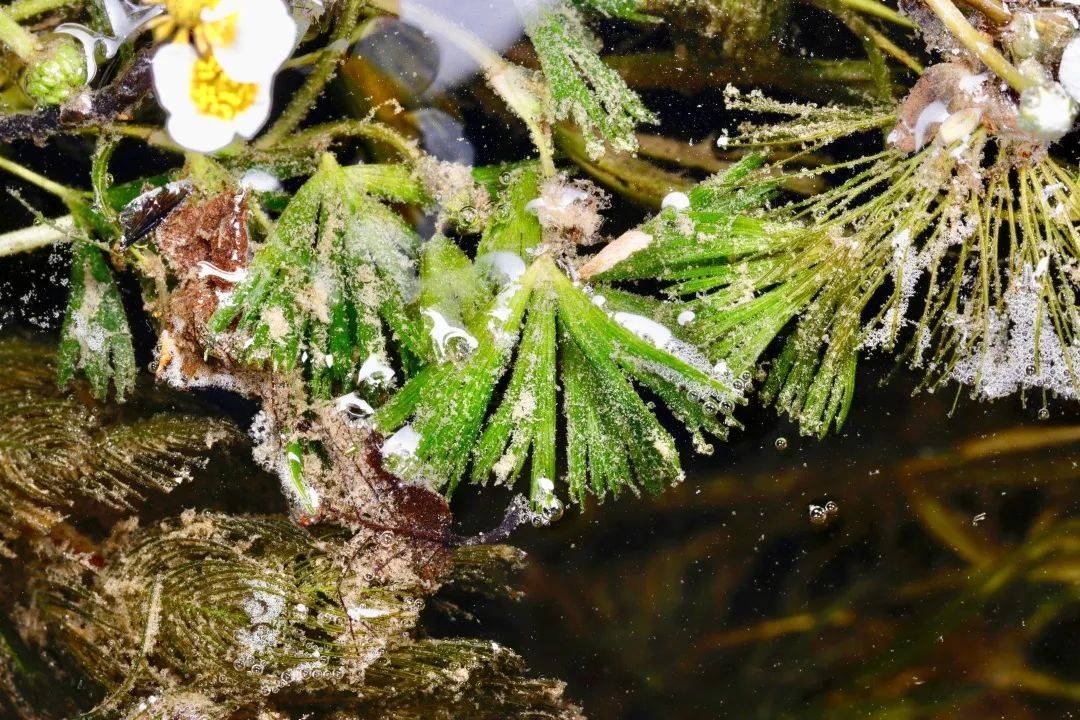 水至清则无鱼但有水毛茛