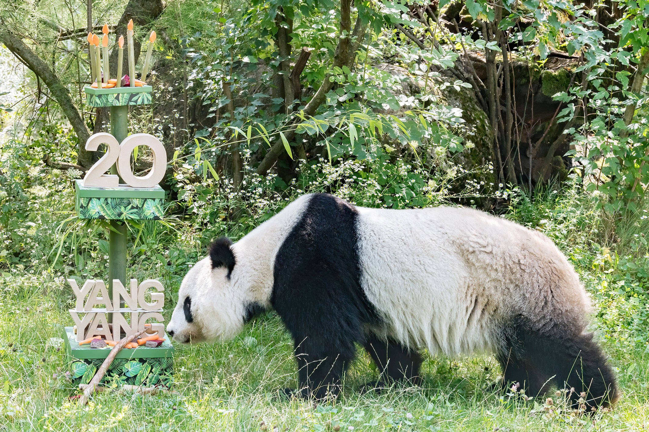 奥地利:大熊猫阳阳庆祝生日
