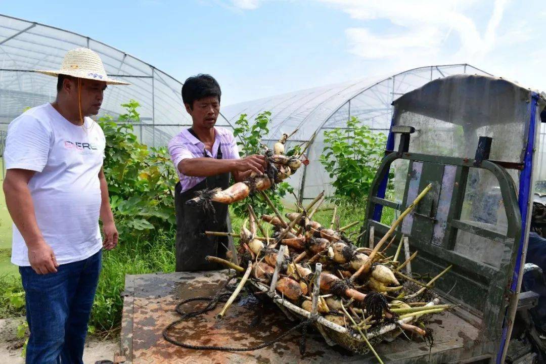 目前镇政府正全力通过蔬菜种植工作群与合肥市,巢湖市对接,为种植大户