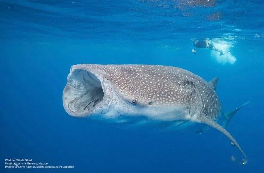 鲨鱼周嘴超大是种什么体验鲸鲨谢邀