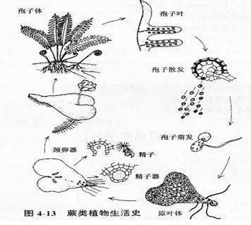 蕨类植物示意图图片