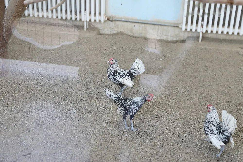 展会更加热闹,今年又新引进了两种难得一见的鸡,分别是波澜鸡和狮头鸡