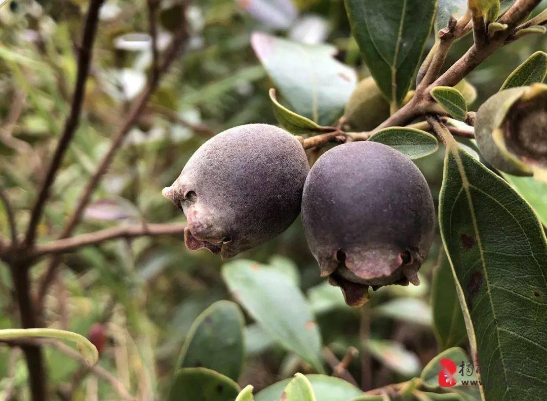 如果你生于农村就知道,小时侯,"当泥"是孩子们的美味,也是深爱的水果.