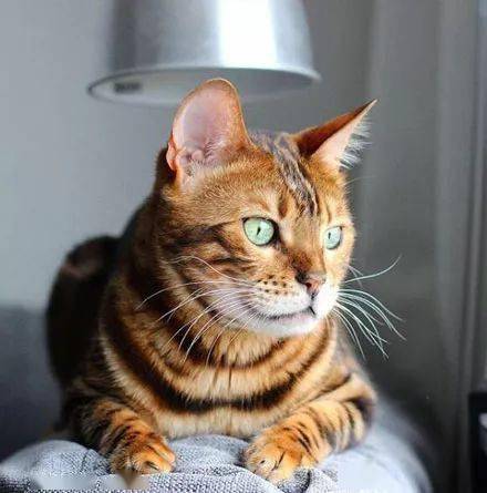 想哄哄它,结果它的表情 家里还有另一只黑猫 by/ins/prime_the_bengal