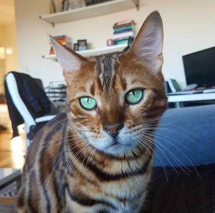 想哄哄它,结果它的表情 家里还有另一只黑猫 by/ins/prime_the_bengal