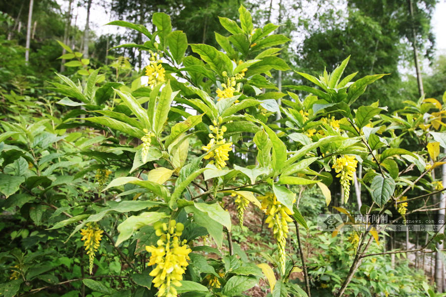 【你笑起来真好看】广西来宾市:产业发展同致富 凝心聚力奔小康