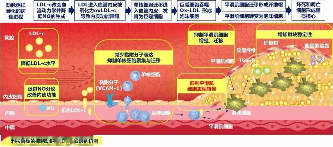 【糖尿病学术前沿】glp