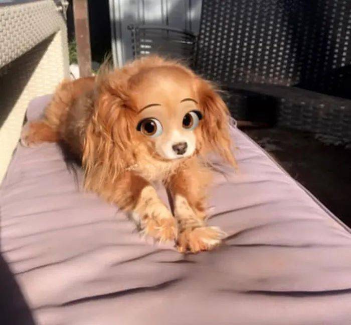 萌炸迪士尼在逃公主狗狗版